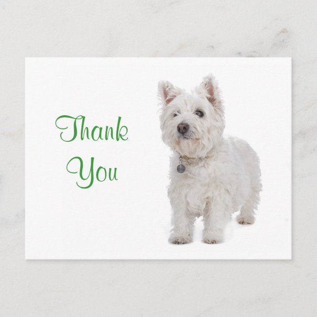 Thank You White Westie Puppy Dog Greeting Postcard (Front)
