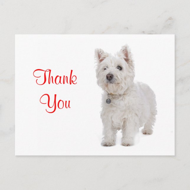 Thank You White Westie Puppy Dog Greeting Postcard (Front)