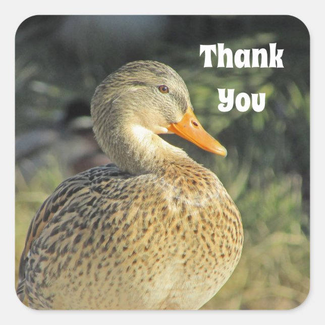 Thank You Wild Duck Lake Bird Appreciation Square Sticker (Front)