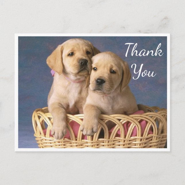 Thank You Yellow Labrador Retriever Puppy Dogs Postcard (Front)