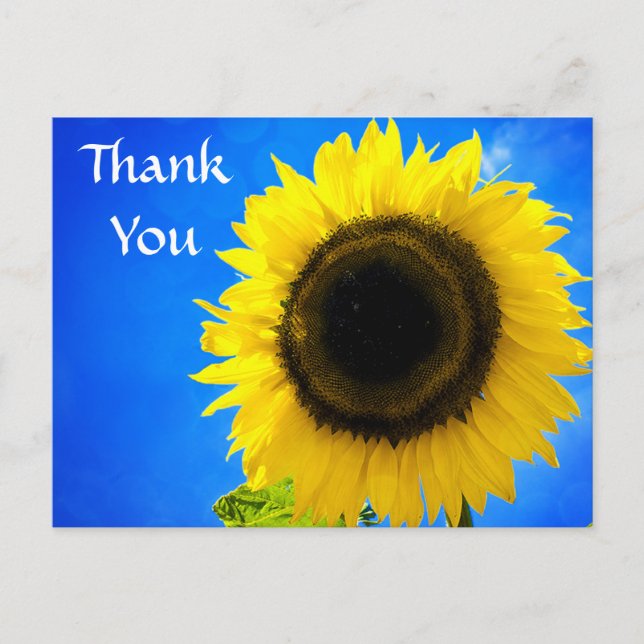Thank You Yellow Sunflower Greeting Postcard (Front)