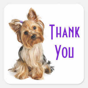 Thank You Yorkshire Terrier  Puppy Dog Stickers