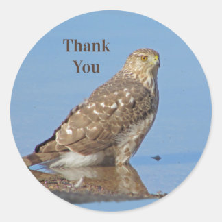 Thank You Young Hawk Beautiful Wild Raptor Bird Classic Round Sticker