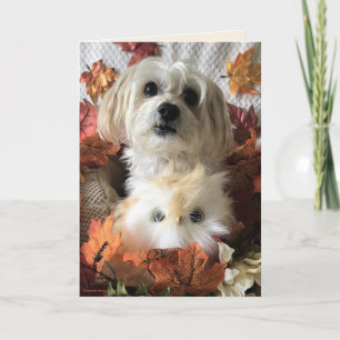 Thankful Morkie II - Blank Card