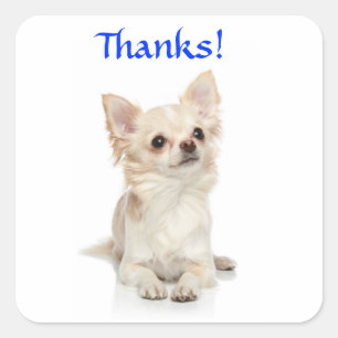 Thanks Long Haired Chihuahua  Sticker