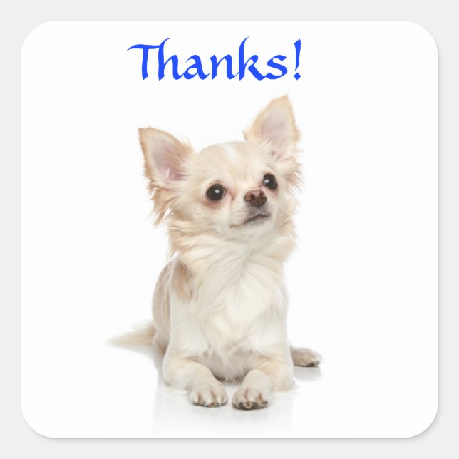 Thanks Long Haired Chihuahua  Sticker (Front)