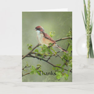 Thanks Whitethroat Bird for Gift, Donation Thank You Card