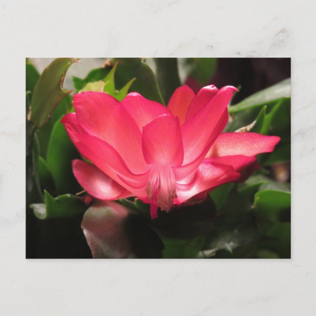 Thanksgiving Cactus Flower Holiday Postcard (Front)