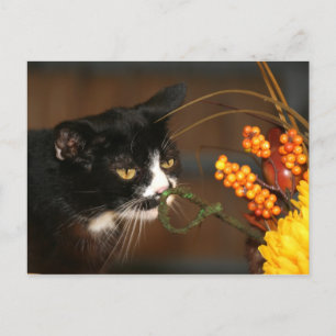 Thanksgiving cat holiday postcard