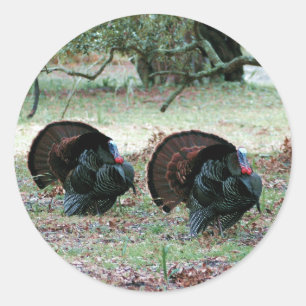 Thanksgiving Day Wild Turkeys in an Open Field Classic Round Sticker
