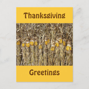 Thanksgiving Dried Corn Stalk Decorations Holiday Postcard