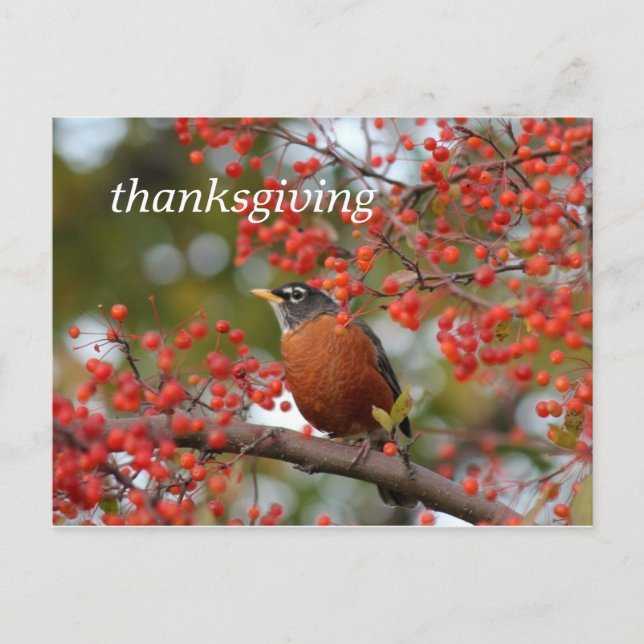 thanksgiving holiday postcard (Front)