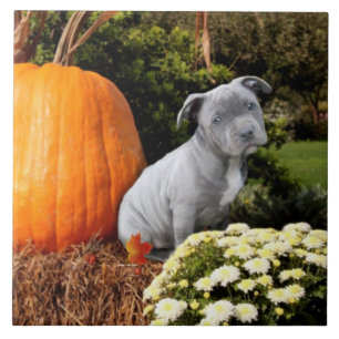 Thanksgiving Pitbull puppy Tile