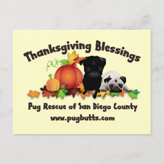 Thanksgiving Pug Tees and Gifts - 4 styles Holiday Postcard