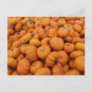 Thanksgiving pumpkins postcard