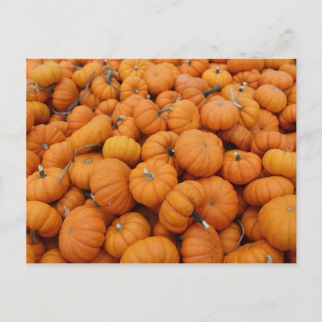 Thanksgiving pumpkins postcard (Front)