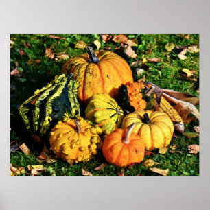 Thanksgiving Scene with Pumpkins-Corn-Gourds Poster