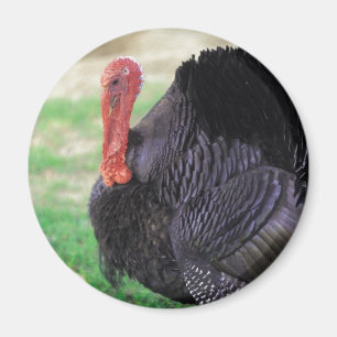Thanksgiving Turkey Bird Magnet