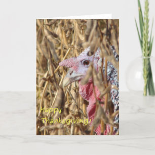 Thanksgiving Turkey in Soybean Field Holiday Card