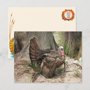 Thanksgiving Turkey Postcard