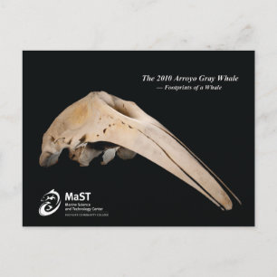 The 2010 Arroyo Grey Whale - Footprints of a Whale Postcard