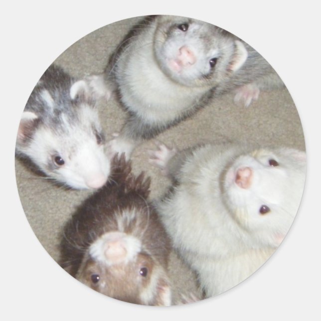 The 4 Musketeer Ferrets! Classic Round Sticker (Front)