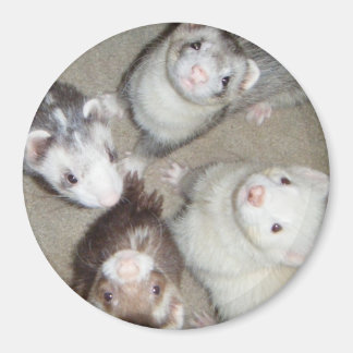 The 4 Musketeer Ferrets! Magnet