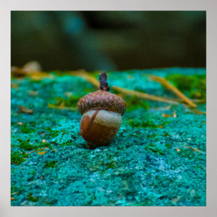 THE ACORN POSTER