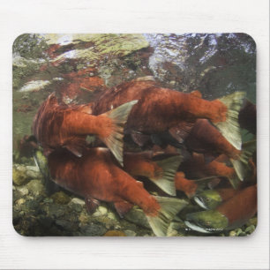 The Adams River sockeye run is one of the Mouse Mat