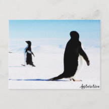 The Adélie Penguin Dancer and Friend