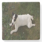 The Adorable, Energetic Jack Russell