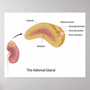The adrenal gland Poster
