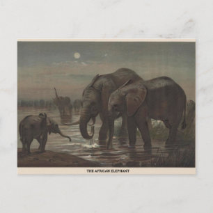 The African Elephant Zoological Sketch Postcard