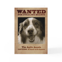 The Agile Aussie