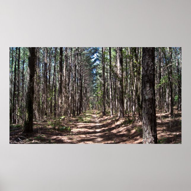 The Alley Through The Pine Sentinels Poster (Front)