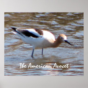 The American Avocet Wildlife Poster