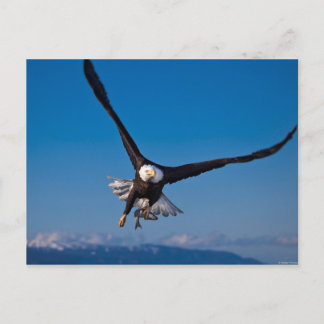 The American Bald Eagle Postcard