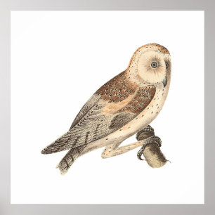 The American Barn Owl	(Strix pratincola)1 Poster