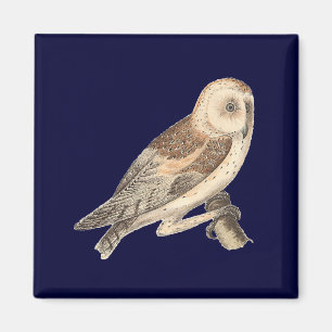 The American Barn Owl (Strix pratincola) NY Birds Magnet