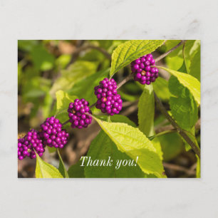 The American Beautyberry Thank You Postcard