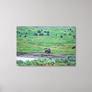 The American Bison Canvas Print