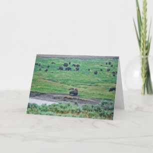 The American Bison Card