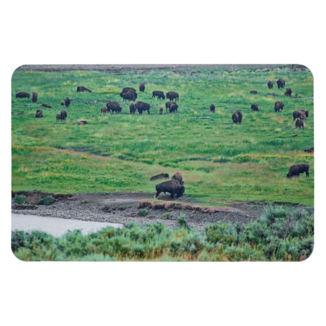 The American Bison Magnet (Horizontal)