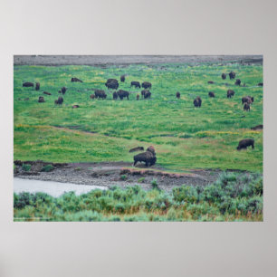 The American Bison Poster