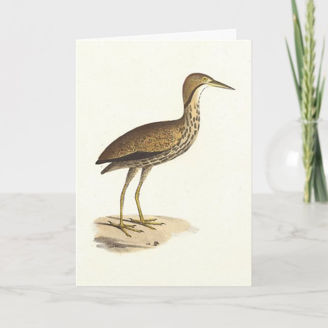 The American Bittern (Botaurus lentiginosus) Bird  Card (Front)