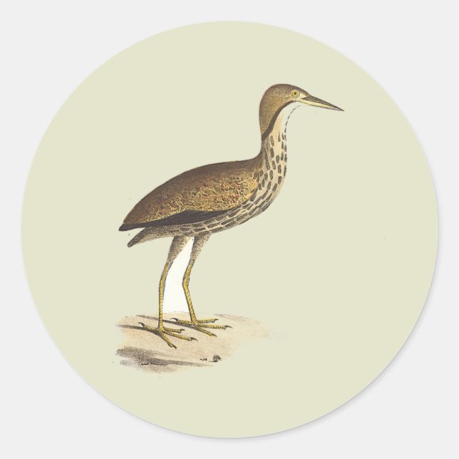 The American Bittern (Botaurus lentiginosus) Bird  Classic Round Sticker (Front)