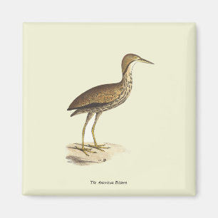 The American Bittern (Botaurus lentiginosus) Bird  Magnet