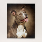 The American Blue Pit-Bull