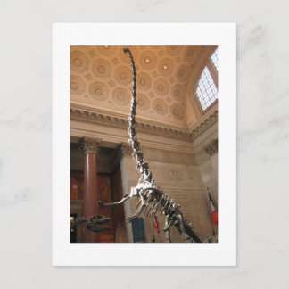 The American Museum of Natural History, NYC Postcard