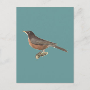 The American Robin (Turdus migratorius) NY Birds Postcard